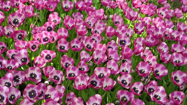 Beautiful purple tulips blooming in a sunny spring garden and gently swaying in the light breeze on background a blurred