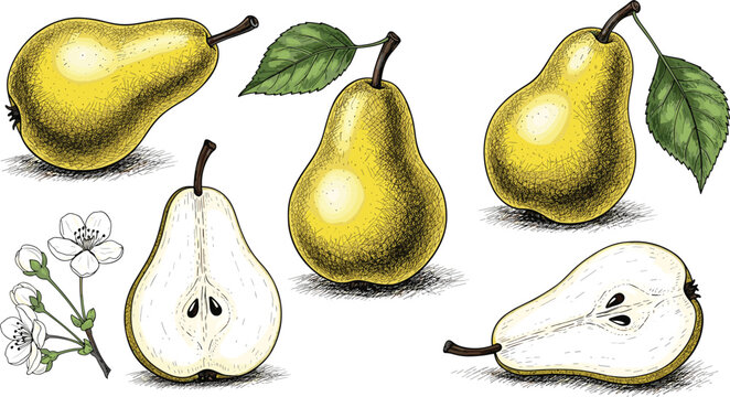 Vintage pear engraving vector color set. Botanical pear sketch collection with yellow whole fruits, cut halves, and blossoms. Hand drawn pear illustration for packaging design.