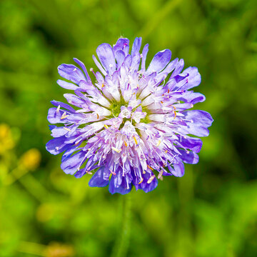 Knautia arvensis - Acker- oder Wiesen-Skabiose. H&uuml;bsche Wiesenblume mit zart-blauvioletten Bl&uuml;ten
