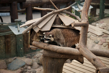 Raccoons in a house. Animals at the zoo. © Aliaksandr