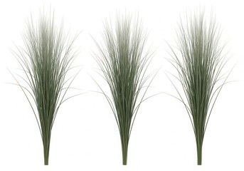 Fototapeta premium Dried wheat stalks with seeds forming natural brush shape isolated on white background