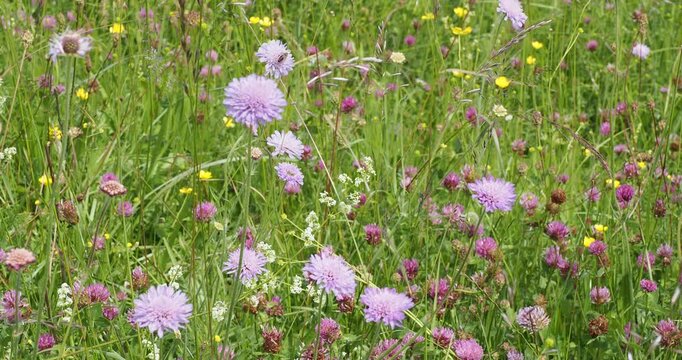 Wondersch&ouml;nen Acker-witwenblumen (Knautia arvensis) geschm&uuml;ckt mit zarten blau violetten Bl&uuml;ten, versch&ouml;nert Wiesen mit Wildgr&auml;sern, die mit Rotklee (Trifolium pratense) &uuml;bers&auml;t sind.