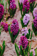 Fototapeta premium Purple hyacinth flowers growing in brown soil with green leaves