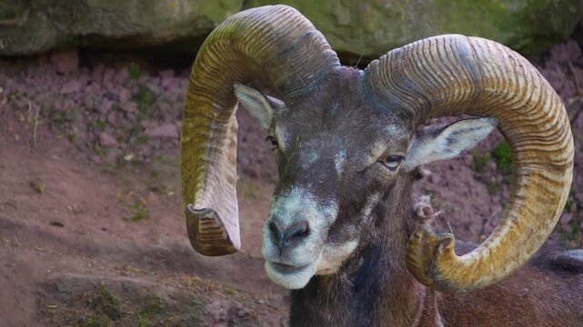 Close up head of a male mouflon ram sitting down chewing and relaxing ona. sunny summer day