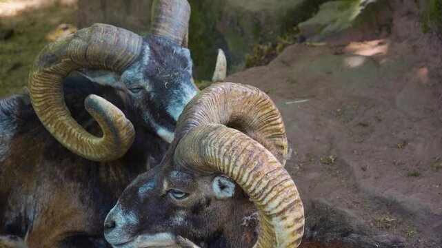 Close up head of a male mouflon ram sitting down and relaxing ona. sunny summer day