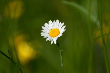 Fototapeten Gänseblümchen Fleurs des champs  © DELAIRON