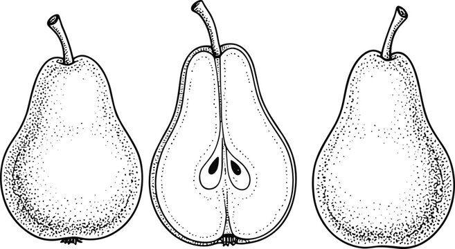 Vintage pear engraving vector set. Two whole ripe pears and one open cut half slice sketch collection. Hand drawn monochrome healthy organic fruit illustration.