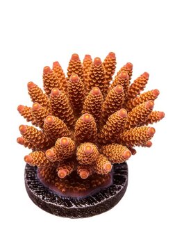 Vibrant Orange Acropora Millepora Coral Frag on Plug Isolated on White Background for Marine Reef Aquarium Hobby