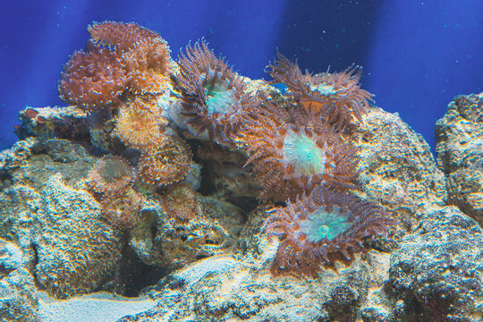 Clownfish lives among natural zoanthid polyps and rock formations underwater