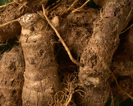 close-up of raw unpeeled taro root corms with fibrous roots, agricultural crop taken straight from above