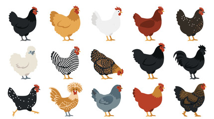 Chicken Breeds Collection, Flat Vector Hen and Rooster Set, Farm Animal Illustrations © NANDO