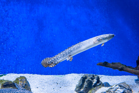 Senegal Bichir swimming in blue aquarium water over sandy bottom