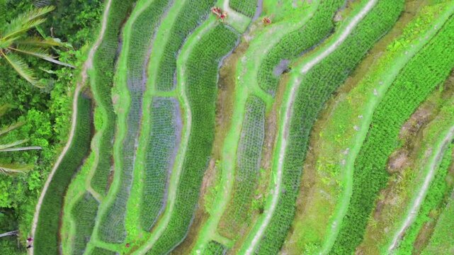 Beautiful aerial shot of a lush green rice terraced area.