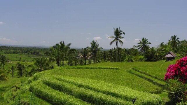 This tropical landscape is beautified by rows of towering coconut trees, a small thatched hut on the left side, and a contrasting bright red bougainvillea flower on the right side.