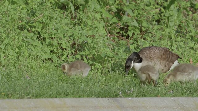 Family of Canada goose adult and goslings feed on grass fodder to eat seeds and plant material diet along a curb in a public park