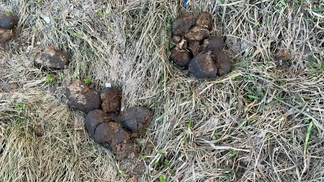 Close-up horse manure on dry grass, scattered dark pellets across withered park turf, gritty earthy texture, signs of drought