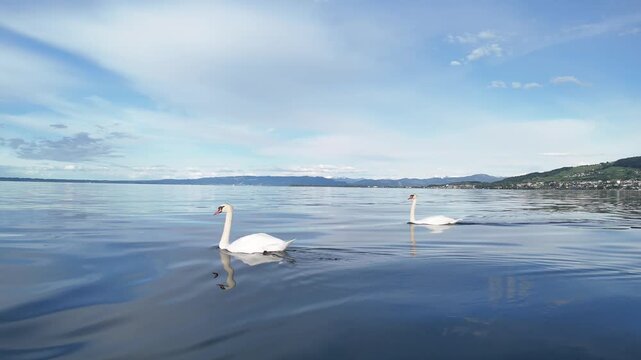 Two swans swimming on a lake with five cygnets