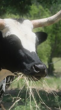 Close-up of a Texas Corriente cow with horns chewing hay on a sunny farm pasture.