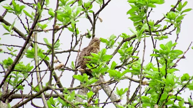 An adult northern shrike (Jynx torquilla) is sitting on a tree branch, blending its camouflage coloration with its surroundings