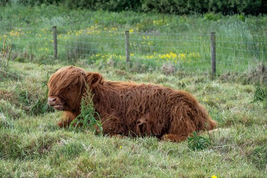 portrait of a brown highland cow calf