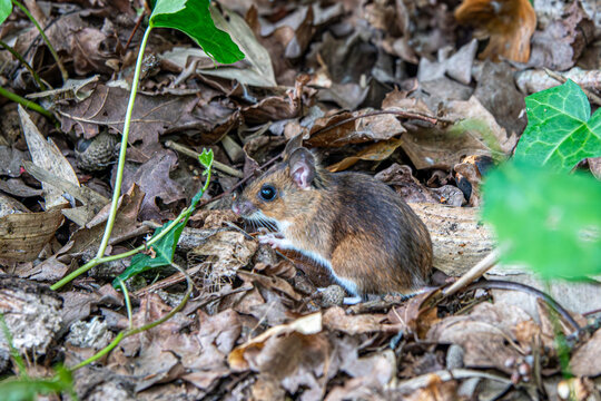 portrait of a wood mouse apodemus sylvaticus