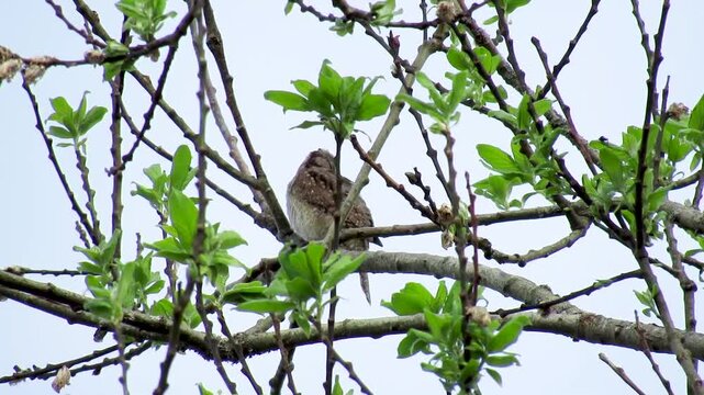 The Eurasian snake-bird (Jynx torquilla) calls to its mate from the branches of a flowering shrub. The bird's camouflaged feathers blend in with the branches and flowers