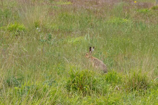 wild brown hare hiding in grass