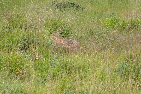 wild brown hare hiding in grass