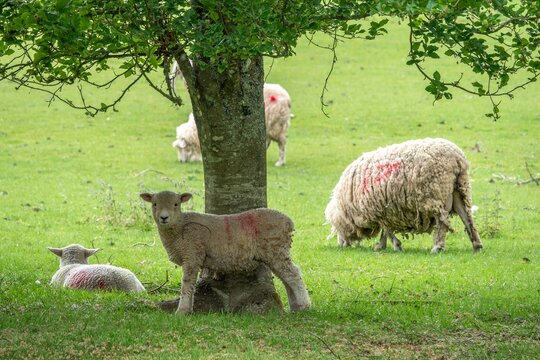 sheep ewe with lambs in the spring sunshine