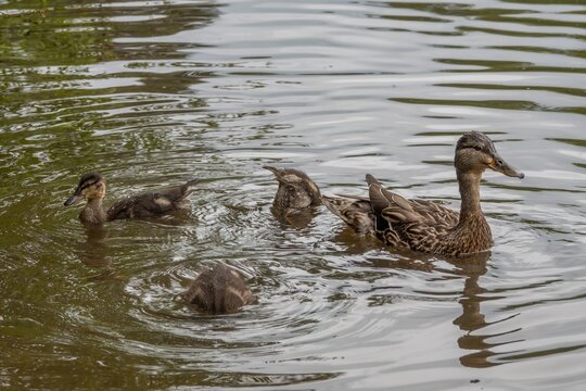 female mallard duck with ducklings in Petersfield Heath Pond Hampshire England