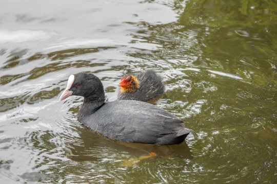 coot fulica atra with chick in Petersfield Heath Pond Hampshire England