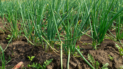 Obraz premium Scenic wide shot of a lush leek and green onion crop field under a cloudy blue sky.