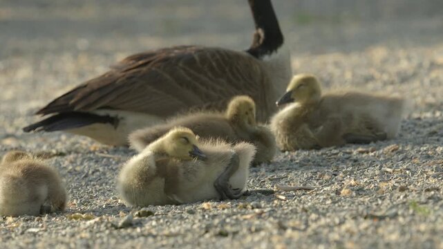 Canada goose and her goslings one of which is preening themself and being a cute baby animal wildlife 4k 60p slow-mo w looped nat sound
