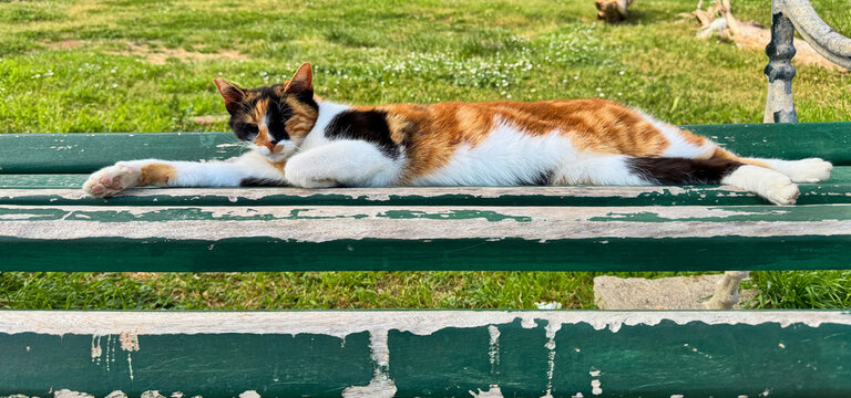Calico cat stretched across weathered green bench in grassy park at sunset
