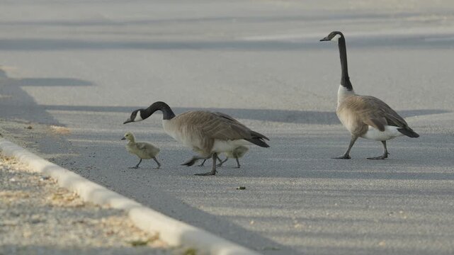 Family brood of Canada geese walk along a curb in a parking lot with babies and adult Canadian geese parents walking cute wildlife baby in down feathers and webbed feet