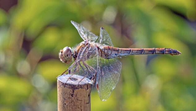 Libelle im Ansitz auf Holzpfahl