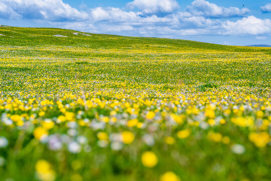 Wildflower meadow between Dogs Bay and Gurteen Bay near Roundstone, Connemara, Ireland. Yellow buttercups, green grass and limestone boulders on the Wild Atlantic Way.