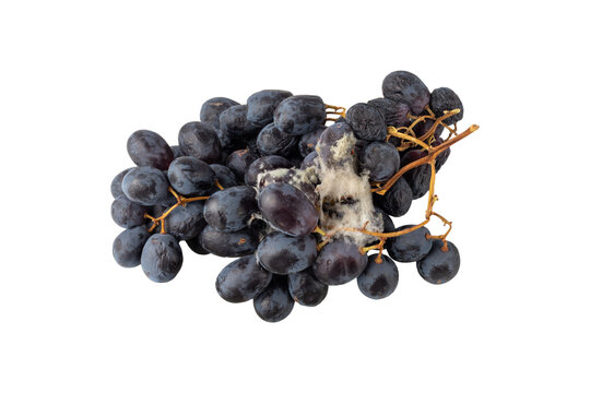 Spoiled rotten bunch of black grape berries with mold on ceramic plate closeup isolated on white. Food waste.