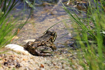 Fototapeta premium Big frog sitting on a rock near a pond in a grassy area during daytime. Back view.