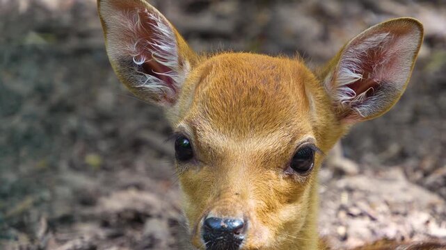Close up  axis deer resting in the forest on the ground  on a sunny summer day
