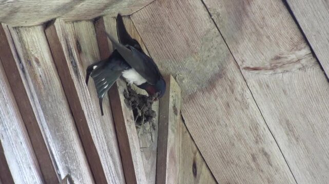 A brightly colored swallow builds a nest under the roof of a wooden rural house, displaying the details of its bird's appearance