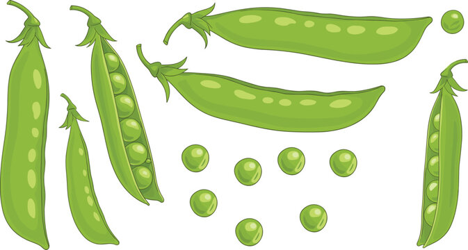 Fresh green pea pods vector illustration collection with loose round seeds isolated on transparent background for healthy vegan food menu graphic elements.