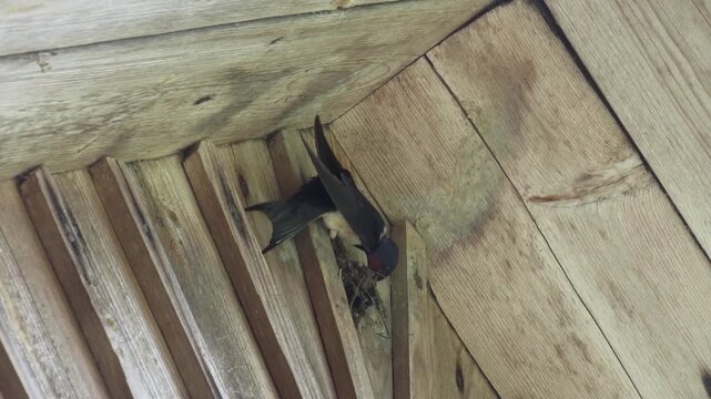 A swallow builds a nest under the roof of a wooden rural house