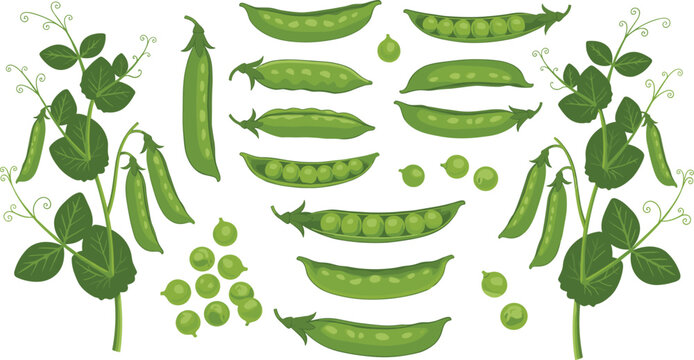 Fresh green peas botanical vector illustration kit featuring a large collection of open horizontal pods raw seeds climbing stems and curly vine tendrils on transparent background