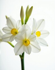 Fototapeta premium Close-up of white narcissus flowers with yellow centers against a white background. Three blossoms and two buds are visible, representing nature and spring.