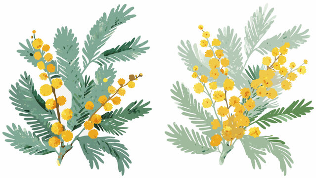 Botanical illustration of mimosa branches with yellow flowers and green foliage on a white background