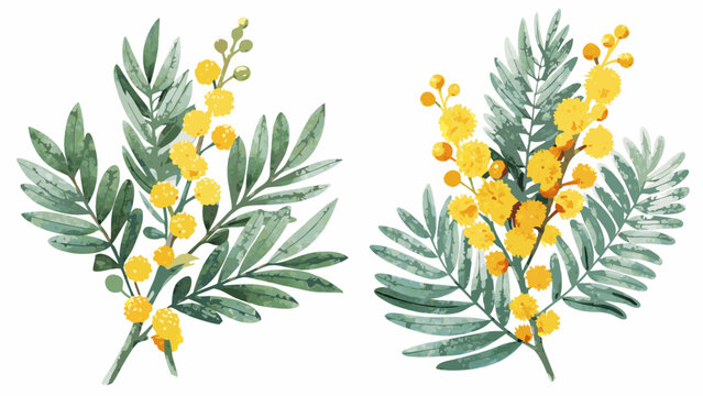 watercolor illustrations of mimosa branches with yellow flowers and green foliage on a white background