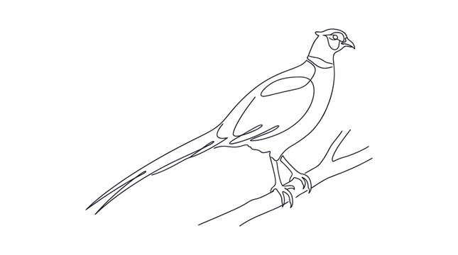 Pheasant Bird Continuous Line Drawing