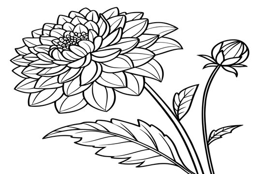 coloring page line art the meadow rue flower black vector