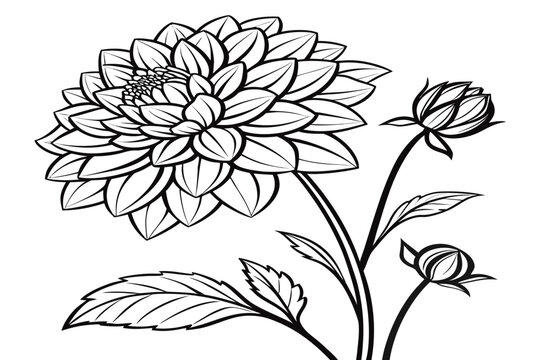 coloring page line art the meadow rue flower black vector